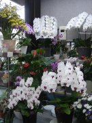 「及川生花店」　（福島県福島市）の花屋店舗写真2
